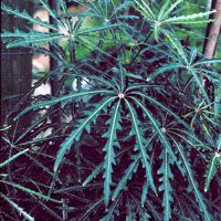 Dizygotheca Elegantissima